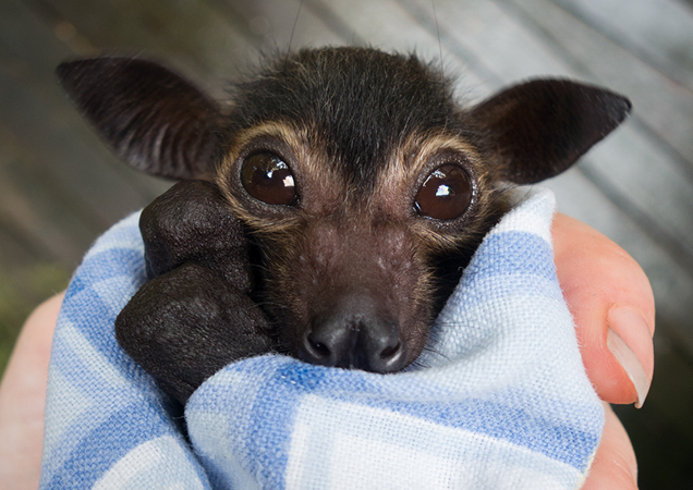 Flying fox in care, being held in a bat wrap.
